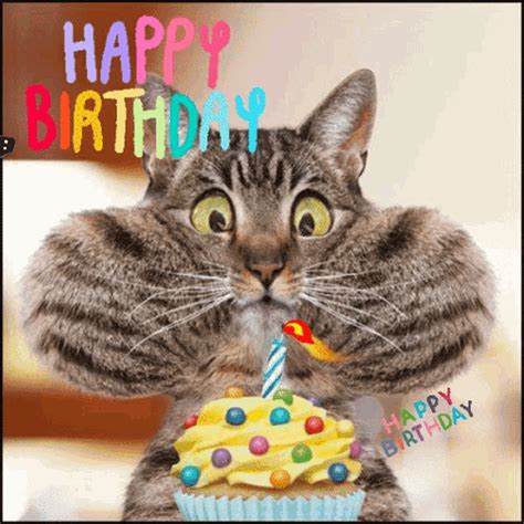 geburtstag gif lustig|Happy Birthday Funny GIFs